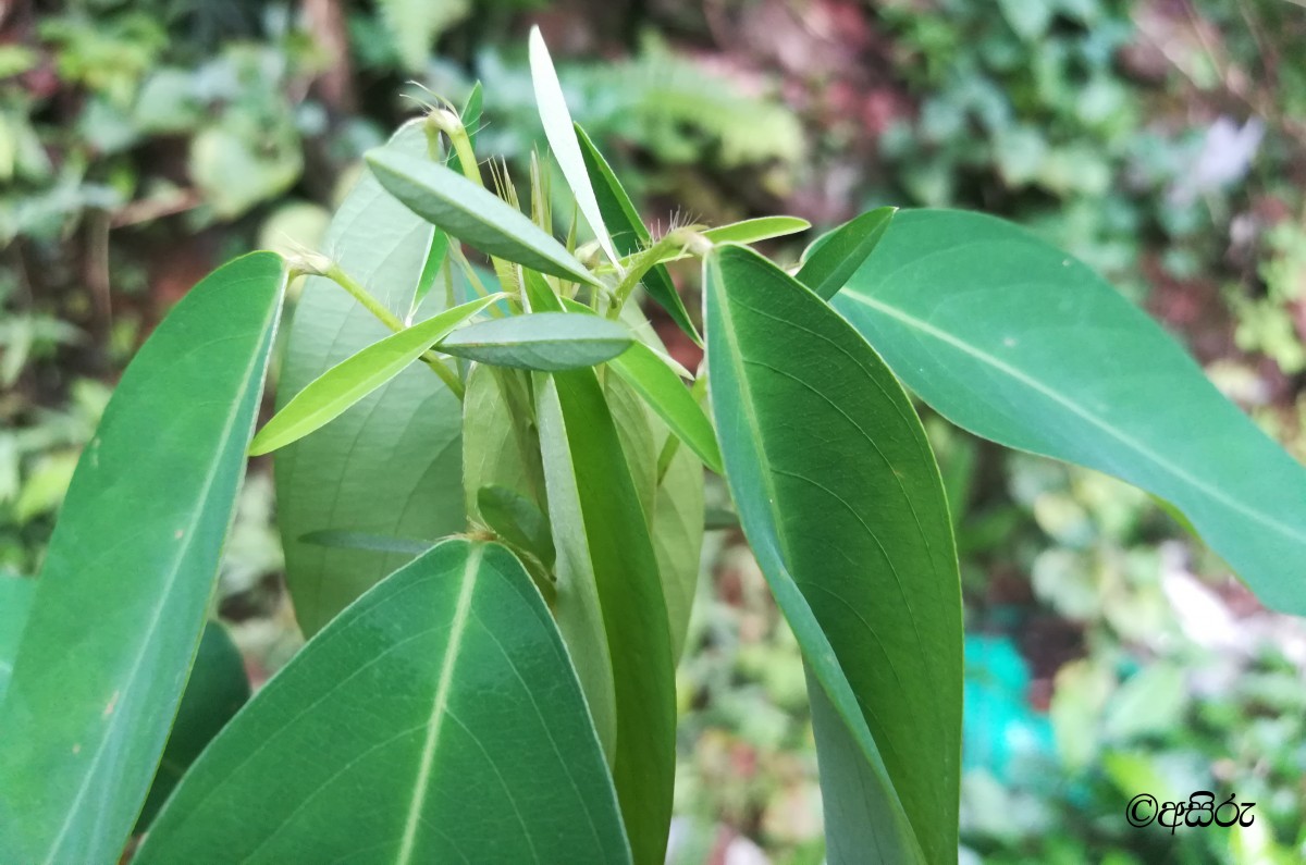 Codariocalyx motorius (Houtt.) H.Ohashi